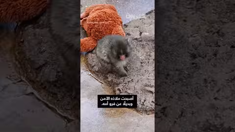 قصة القرد بانش: العزاء بدمية بعد فقدان الأم