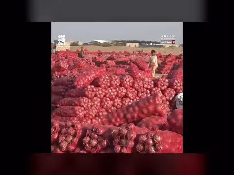 كساد يضرب محصول البصل اليمني
