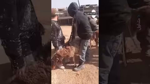 مستوطنون يسرقون مواشي فلسطينيين في مسافر يطا بالضفة الغربية