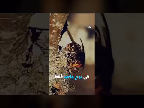 مكافحة الدبور الآسيوي: تهديد بيئي
