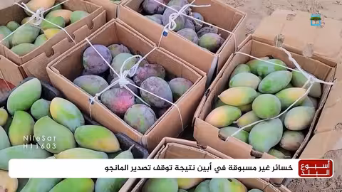 خسائر مزارعي المانجو في أبين بسبب غياب التصدير