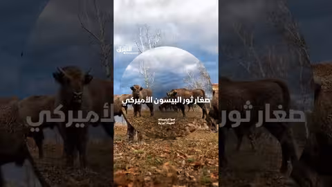 صغار البيسون الأميركي: لقطات لطيفة