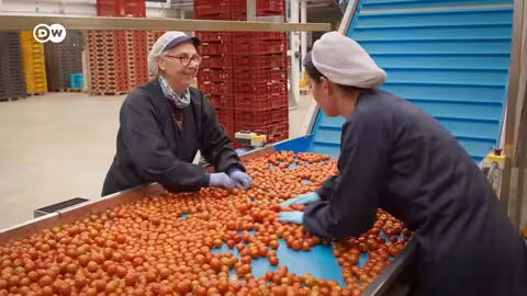 الطماطم: من المزرعة إلى المائدة... تكاليف خفية وأزمة بلاستيك