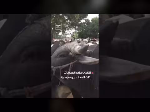 هلع في أميركا بعد إصابة عجل بآفة الديدان الحلزونية