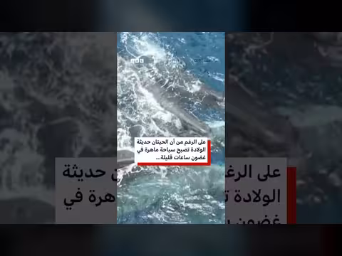 لحظات نادرة لولادة حوت عنبر في بيئته الطبيعية