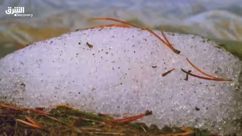 مواجهات الحياة البرية: سادة التخفي - الحلقة الثالثة