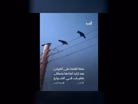 حملة للقضاء على الغربان في عدن