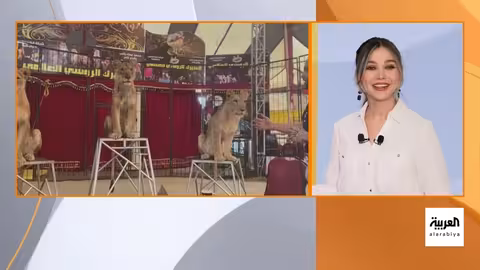 مزاح بالأسد في ليبيا: حادثة تثير غضبًا وتحذيرات