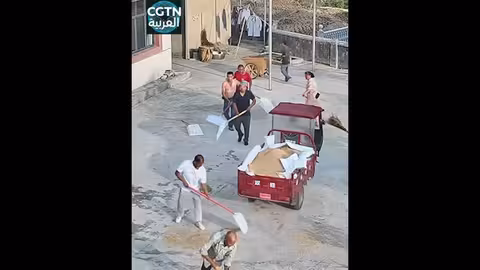 تضامن أهالي قويتشو ينقذ محصول أرز قبل العاصفة