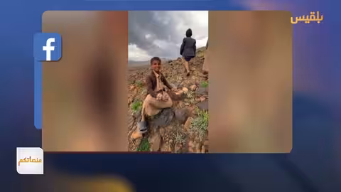 العنصيف اليمني: نبات عطر وتراث علاجي