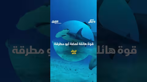 قوة هائلة لعضة أبو مطرقة