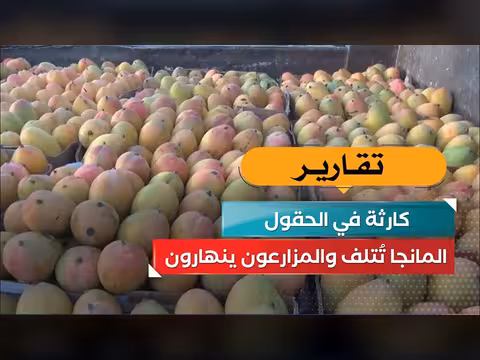 كارثة المانجا في الحقول اليمنية