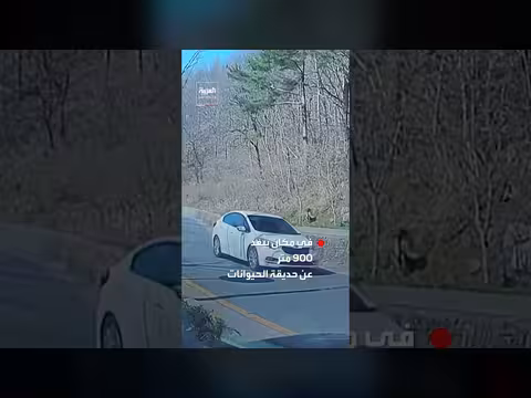 استنفار بعد هروب ذئب من حديقة حيوانات في كوريا الجنوبية