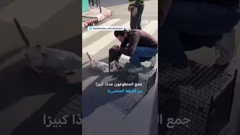 DW عربية: حملة لإنقاذ القطط المتضررة من فيضانات المغرب