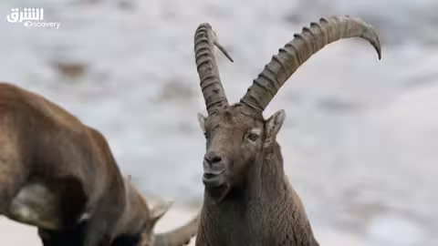 النسر الذهبي: نسر يصنع مصيره - الحلقة