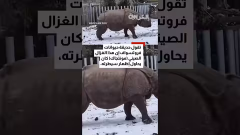 غزال يتحدى وحيد قرن في مشهد مذهل