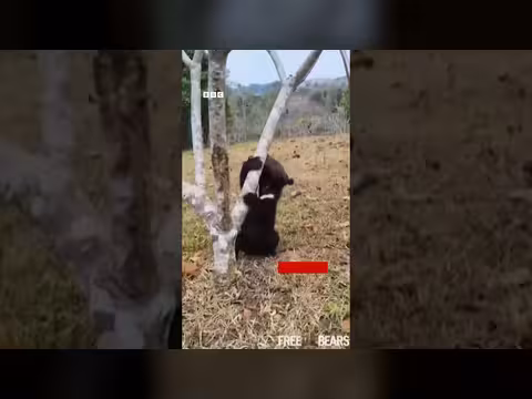 إنقاذ شبلين من دببة القمر في لاوس