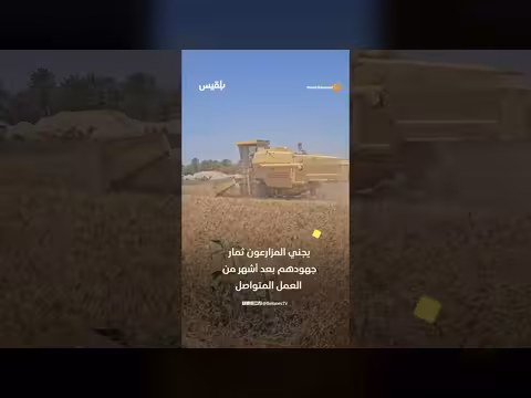 مشاهد حصاد القمح في وادي حضرموت