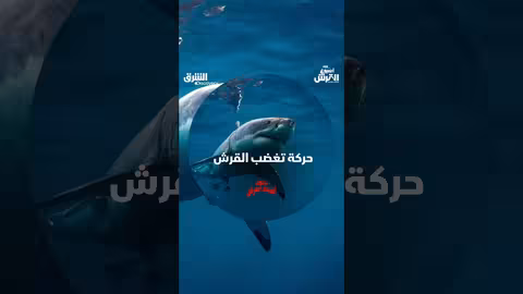 حركة تغضب القرش