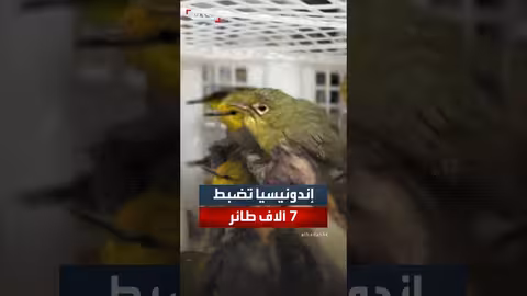 إندونيسيا تضبط 7 آلاف طائر غير قانوني متجه إلى بالي