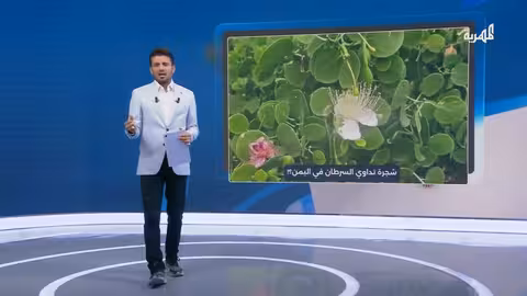 عشبة الرصف اليمنية: تجارب وتعافٍ من السرطان