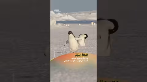 بطريق أديلي قد نسي أن يمد الزعنفة