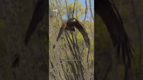 تمساح يقتحم متجراً