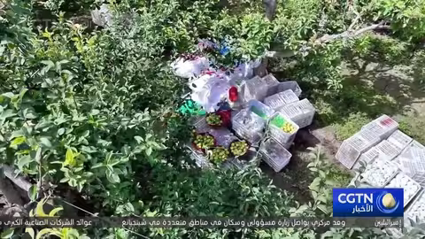 كورلا الصينية: بدء موسم حصاد الكمثرى وتوسع الصادرات