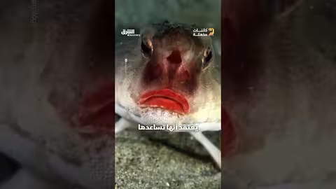 سمكة الخفاش ذات الشفاه الحمراء
