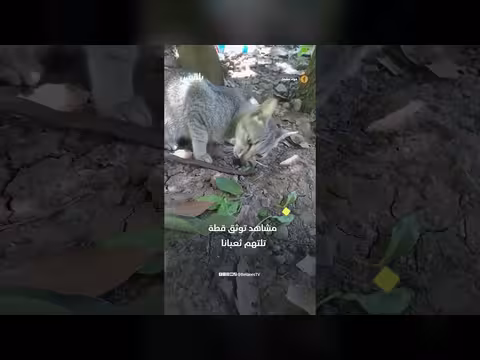 قطة في تعز تلتهم ثعبانًا