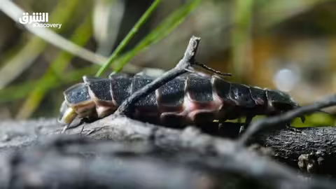 خبايا الغابات الاستوائية: تناغم الطبيعة - الحلقة الثانية