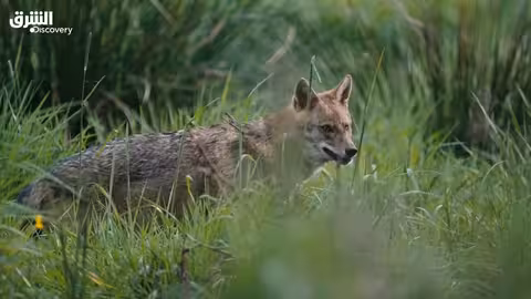 أمازون أوروبا: غابة مائية - الحلقة الثانية