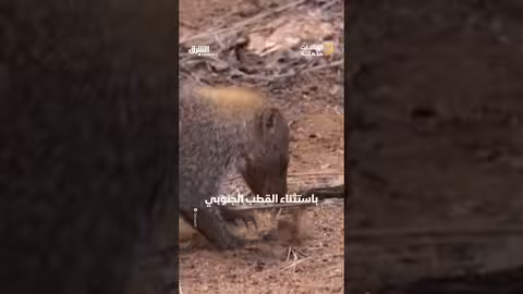 خنافس القاذفات: آليات دفاعية فريدة وقدرات كيميائية