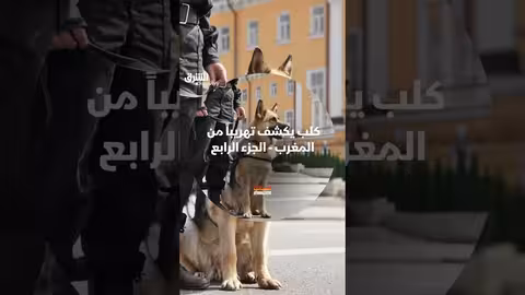 عملية ضبط في الجزيرة الخضراء تكشف عن تهريب 300 كجم حشيش