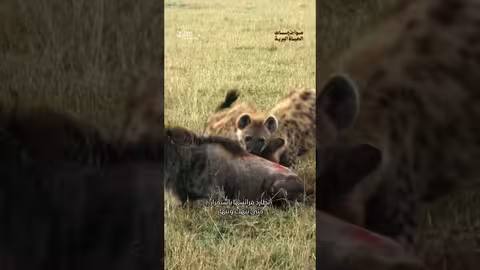 الأسد يخاف من هذا الكائن