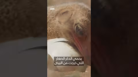 صمود الحياة في البرية: الصحراء والمراعي