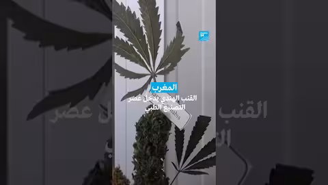 القنب الهندي في المغرب: تحول من الزراعة التقليدية إلى الاستخدامات الطبية
