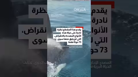 علماء يوثقون لقطات نادرة لمجموعة من الحيتان القاتلة المهددة بالانقراض