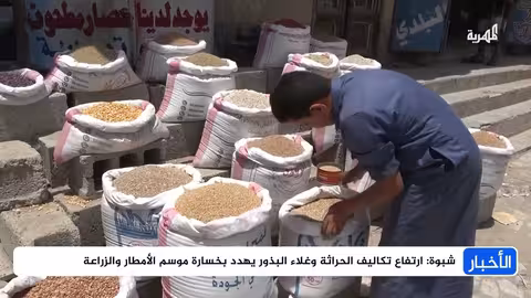 تهديد الموسم الزراعي في شبوة بارتفاع التكاليف رغم وفرة الأمطار