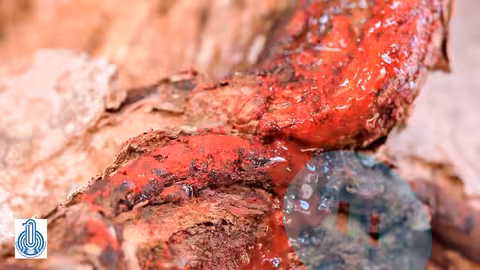 جزيرة سقطرى... أسرار الدهشة / الفيلم الاضخم عن الجزيرة اليمنية