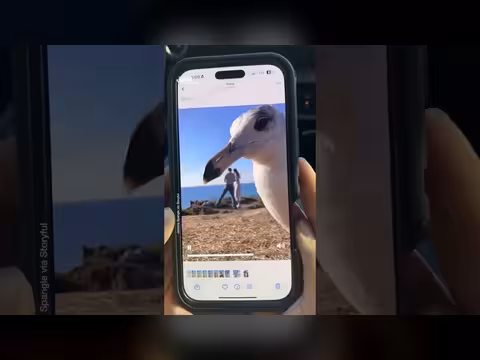 نورس يسرق الأضواء خلال عرض زواج