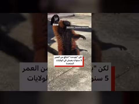 الليمور يستمتع بوقته في التشمس الصباحي