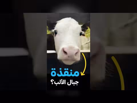 أبقار جبال الألب