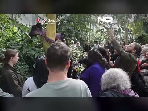 مئات يتجمعون في لندن لاستنشاق زهرة الجيفة النادرة