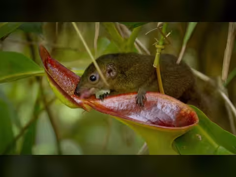 العلاقات الغريبة بين الكائنات