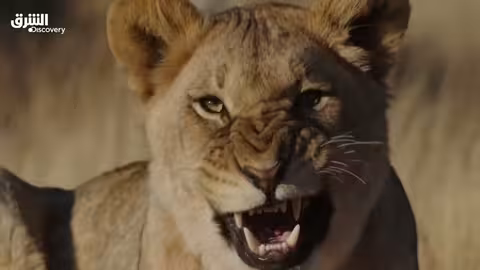 فهود هجينة - القرار الصعب - الحلقة 3 | الشرق ديسكفري