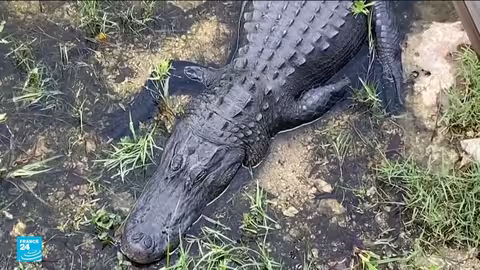 سجن الكاتراز: سجن جديد للمهاجرين في الولايات المتحدة