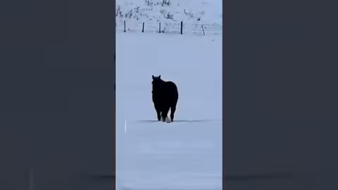 صعوبة في تحديد إتجاه الحصان