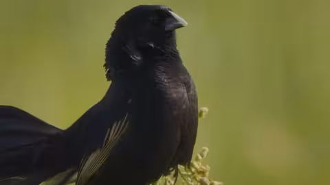 رقصة التزاوج في عالم الطيور: عرض جوي ساحر
