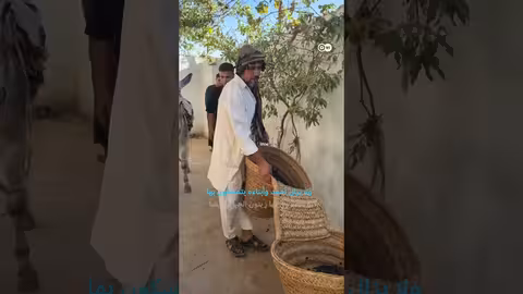 ليبيا: الحفاظ على تقاليد عصر الزيتون باليد